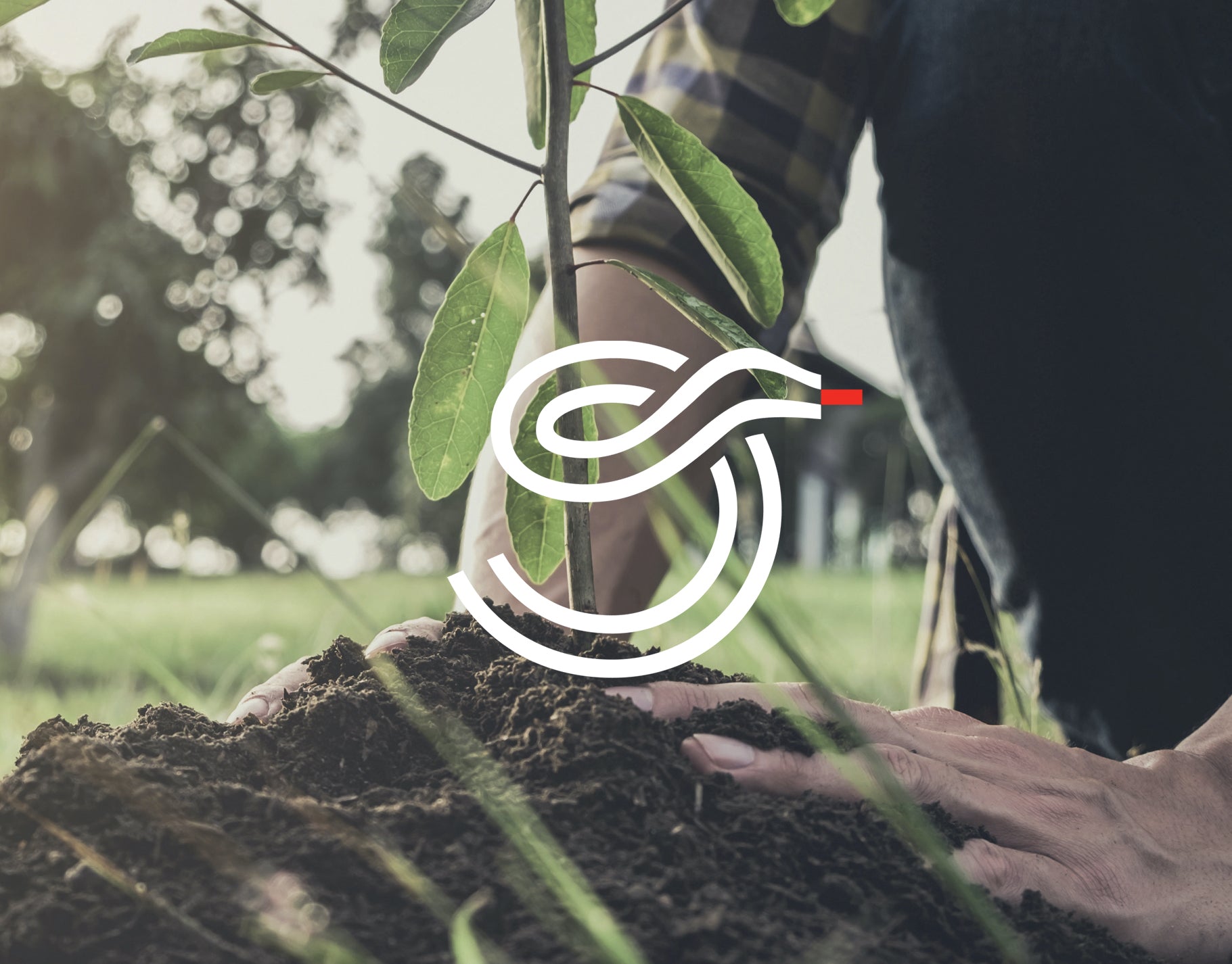 30.000 trees growing in Zambia !