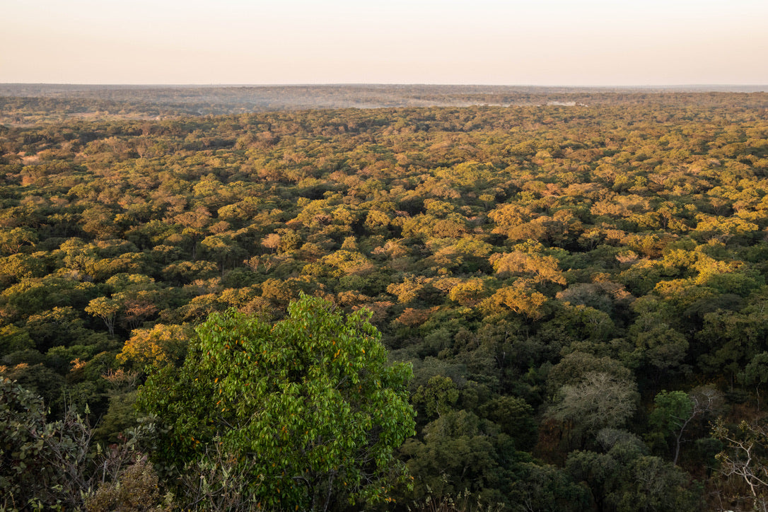 140,443 trees planted!